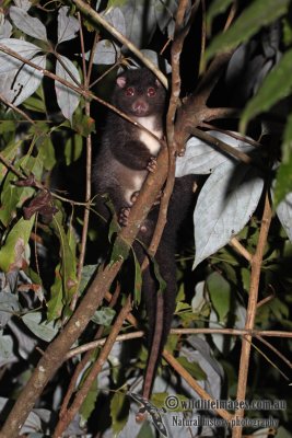 Herbert River Ringtail Possum a5939.jpg