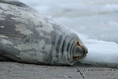 Weddell Seal a1221.jpg