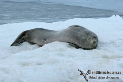 Weddell Seal a1266.jpg