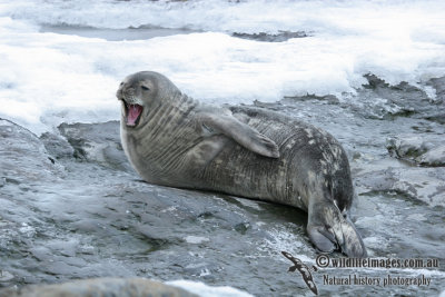 Weddell Seal a1347.jpg