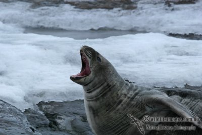 Weddell Seal a1356.jpg