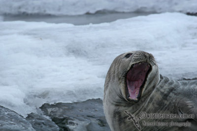 Weddell Seal a1369.jpg