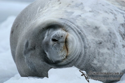 Weddell Seal a1381.jpg