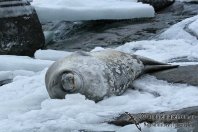 Weddell Seal a1382.jpg