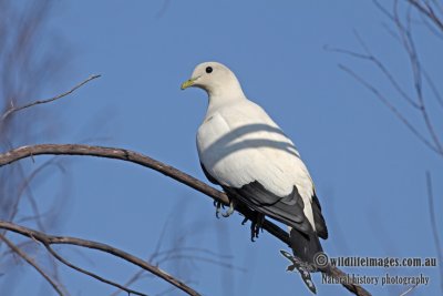 g3/73/838473/3/121905094.rqoDI5Uq.jpg