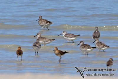 Nordmann's Greenshank a9843.jpg