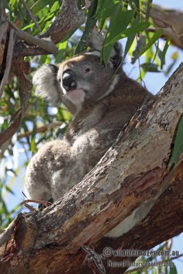 Koala a3842.jpg