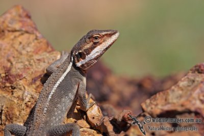 Dragon - Diporiphora albilabris