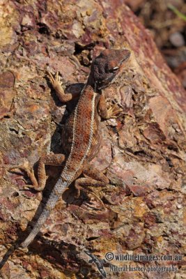 Diporiphora albilabris a9372.jpg