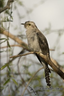 Pallid Cuckoo k7661.jpg