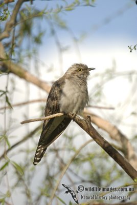 Pallid Cuckoo k7673.jpg