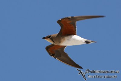 Oriental Pratincole 1611.jpg