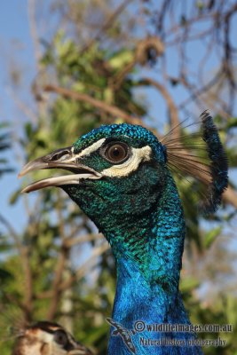 Indian Peafowl (feral)