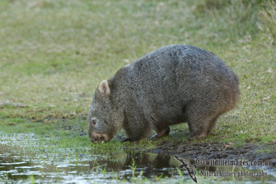 Common Wombat k7037.jpg
