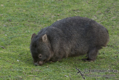 Common Wombat k7042.jpg