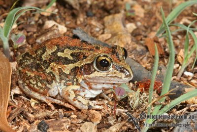Long-footed Frog - Cyclorana longipes