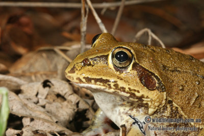 Giant Burrowing Frog - Cyclorana australis