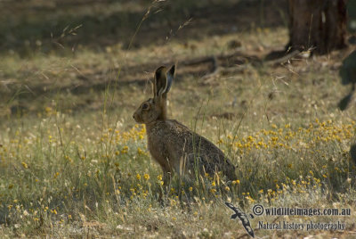 Brown Hare k0543.jpg