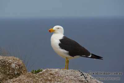 Pacific Gull k4467.jpg