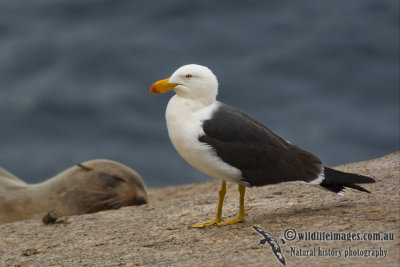 Pacific Gull k4874.jpg