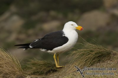 Pacific Gull k4943.jpg