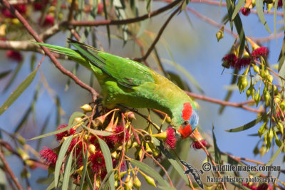 Musk Lorikeet k7832.jpg