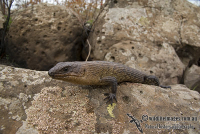 Egernia cunninghami k3457.jpg