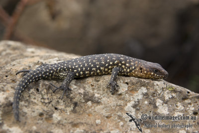 Egernia cunninghami k3479.jpg