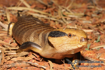 Tiliqua multifasciata 1942.jpg
