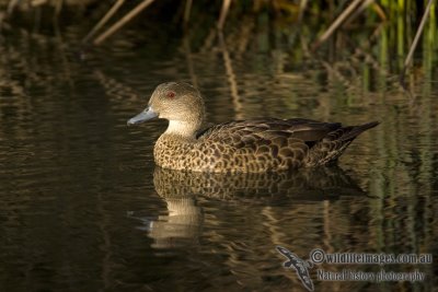 Chestnut Teal k7176.jpg