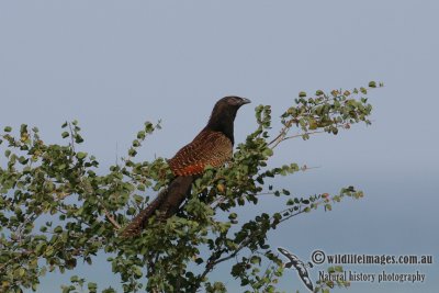 Pheasant Coucal 2212.jpg