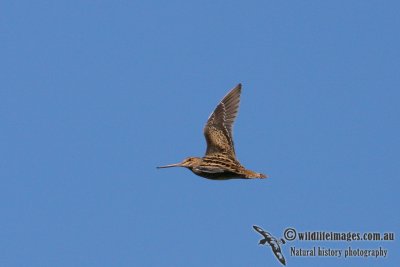 Lathams Snipe 0964.jpg