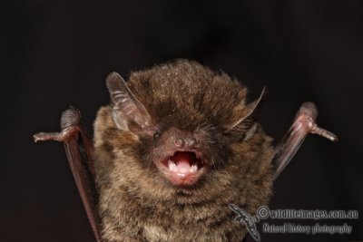 Southern Forest Bat 2626.jpg