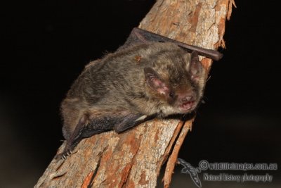 Little Forest Bat
