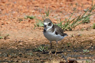 Semipalmated Plover a5029.jpg