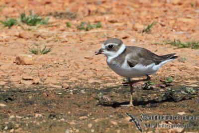 Semipalmated Plover a5032.jpg