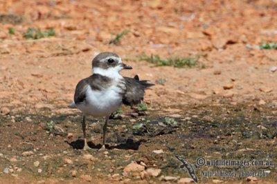 Semipalmated Plover a5049.jpg