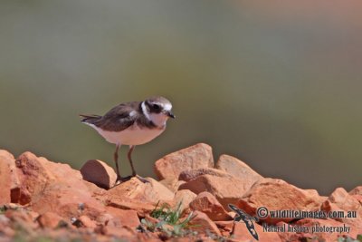Semipalmated Plover a5127.jpg
