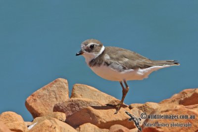 Semipalmated Plover a5211.jpg