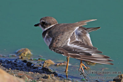 Semipalmated Plover a5457.jpg