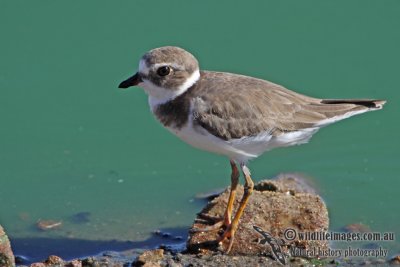 Semipalmated Plover a5474.jpg