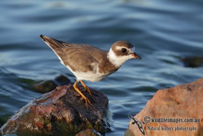 Semipalmated Plover 0452.jpg
