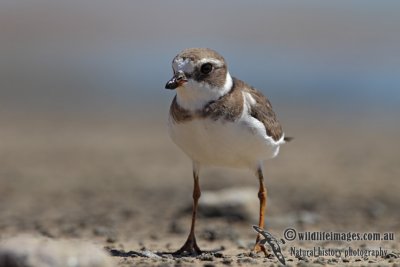 Semipalmated Plover 5173.jpg