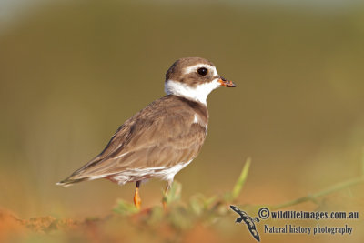 Semipalmated Plover 0209.jpg