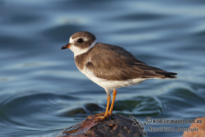 Semipalmated Plover 0448.jpg