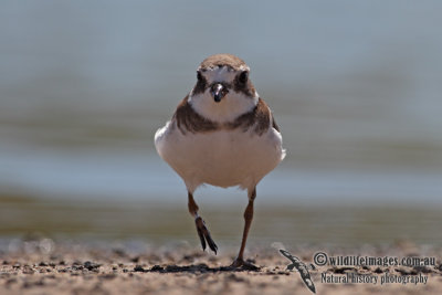 Semipalmated Plover 5176.jpg