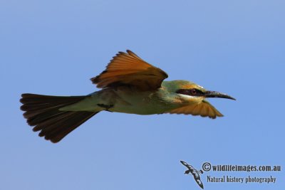 Rainbow Bee-eater 6600.jpg