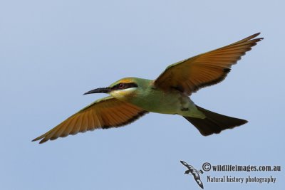 Rainbow Bee-eater 6651.jpg