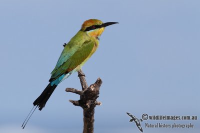 Rainbow Bee-eater 9448.jpg