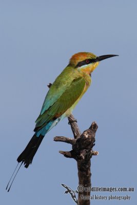 Rainbow Bee-eater 9450.jpg